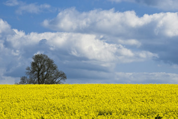 Obraz premium Rape Seed Crop 001