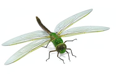 Großlibelle