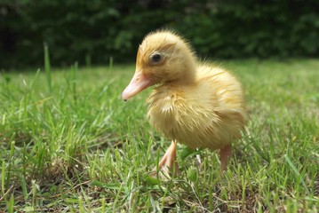 small duck
