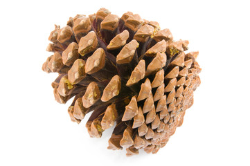 pine cone