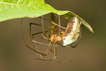 coupling spiders macro