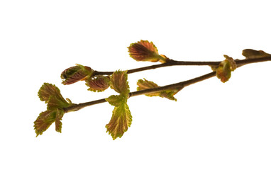 spring tree branch on white