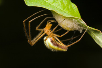 spider making cocoon macro