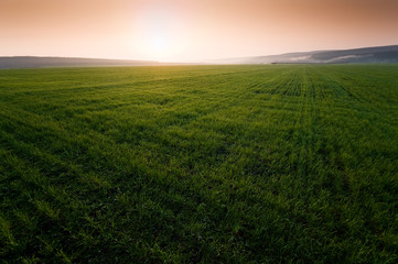 Obraz premium Green field with perfect grass