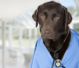 Shot of Dr Labrador with Copy Space