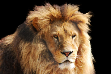 lion head