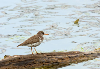Spotted Sandpiper, Actitis macularia