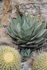 pianta grassa