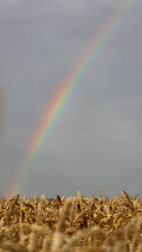 regenbogen