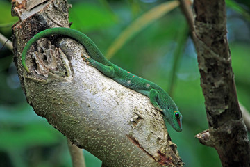Naklejka na ściany i meble green day gecko na pniu drzewa