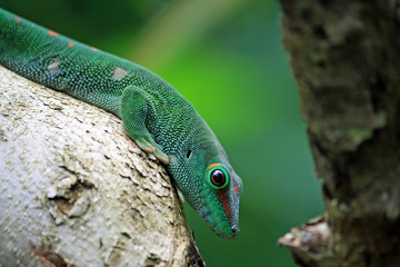 green day gecko sitting on trunk