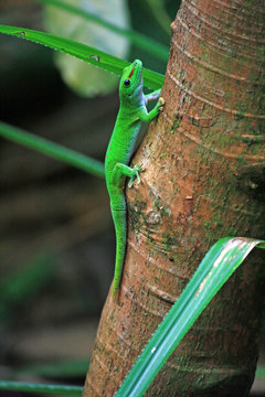 green day gecko on tree trunk