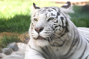White Tiger