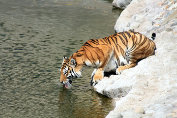 Fototapeta na wymiar Tiger na River Bank