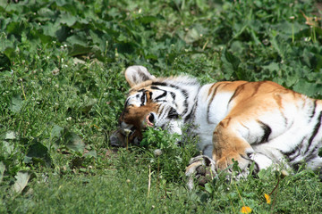 Tiger On Grass