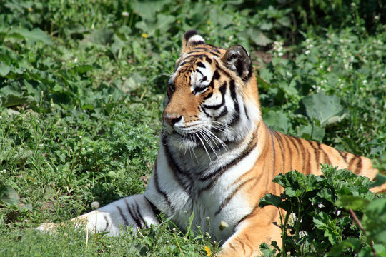 Tiger On Grass