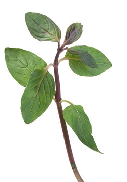 Spearmint herb on white