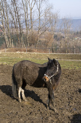 koń huculski
