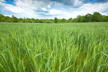 green wheat field