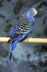 perruche ondulée © CALLALLOO CANDCY