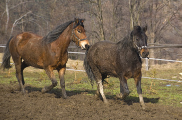 Fototapeta premium koń huculski