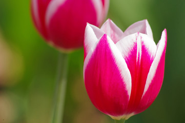 Macro shot of red tulips