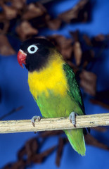 inséparable masque personata