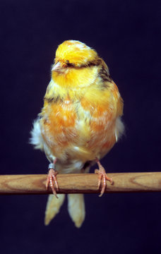 canari anglais sur son perchoir