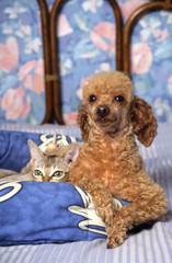 chien caniche et chat singapura ensemble avec tendresse