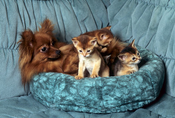 chien spitz nain et chatons de race somali