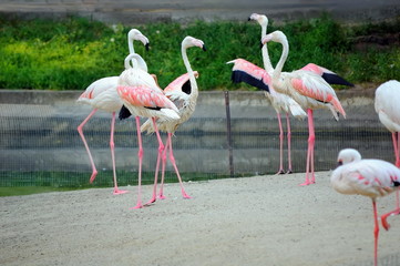 Dance of pink flamingo