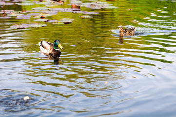 ducks in water of lake