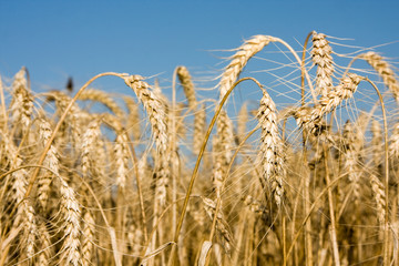 Closeup of ripe wheat ears on field