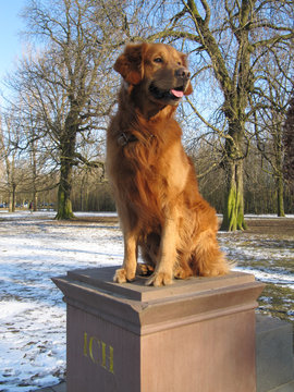 Golden Retriever -ICH