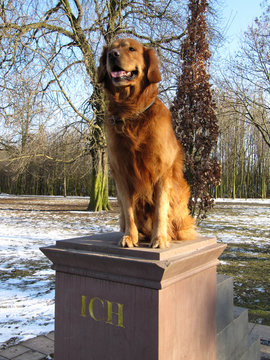 Golden Retriever -ICH