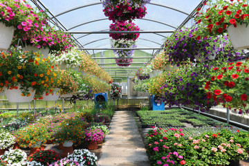 Greenhouse With Flowers - 22923205
