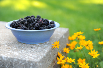 Bowl of Blackberries in the Darden