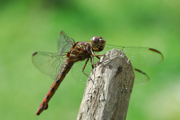 Libellula