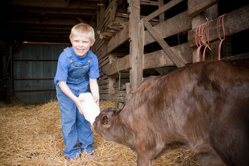 Boy Feeding Baby Cow