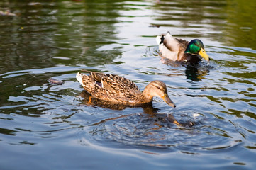 ducks in water of lake