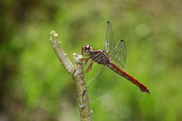 Libellula