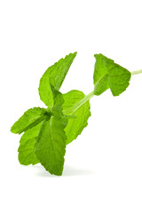 Mint leaves