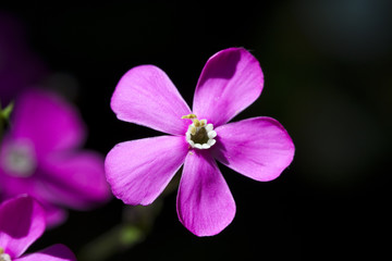 Fototapeta na wymiar Liliowy kwiat na czarnym tle