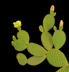 Opuntia cactus isolated on black background