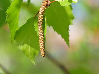 Spring birch