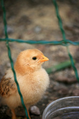 baby chick behind fence