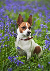 Jack Russell terrier among bluebells