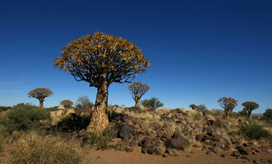 kokerboom