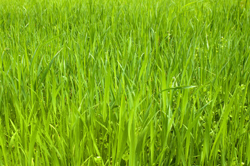 Green grass background