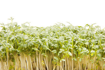 Cress